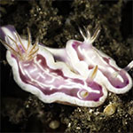 Ceratosoma sp. 3